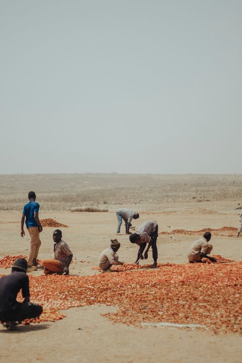 Illustrative crop production photograph; not ZEUS assets or personnel