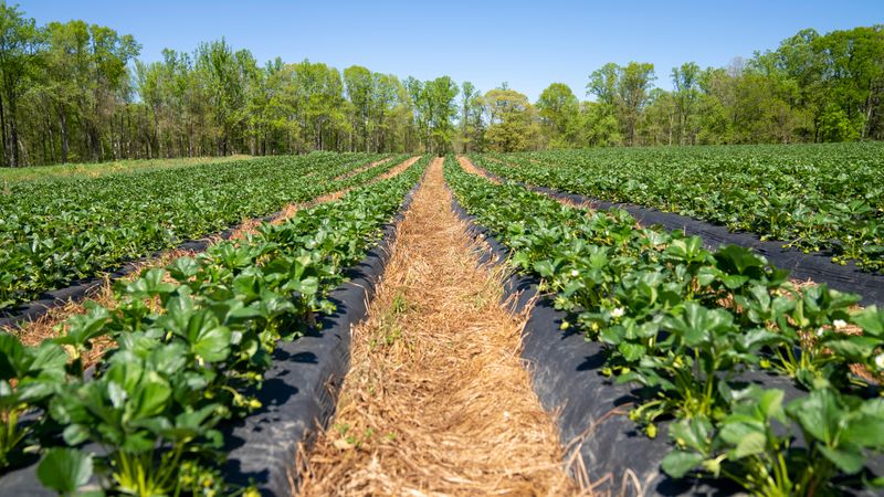 Illustrative fields photograph; not ZEUS facilities or equipment