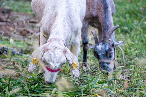 Illustrative goats photograph; not ZEUS facilities or equipment