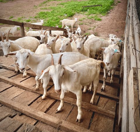 Illustrative goat farming photograph; not ZEUS assets or personnel