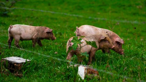 Illustrative pig farming photograph; not ZEUS assets or personnel
