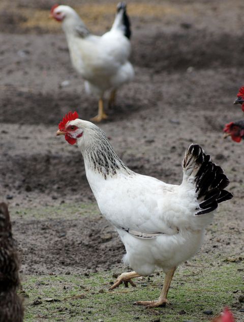 Illustrative poultry farming photograph; not ZEUS assets or personnel