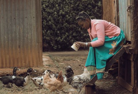Illustrative village poultry care in Kenya; not ZEUS people or birds